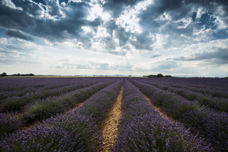 Bild-Nr: 11320538 Lavendel 1 Erstellt von: danielschoenen