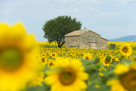 Bild-Nr: 11320548 Sonnenblumen 1 Erstellt von: danielschoenen