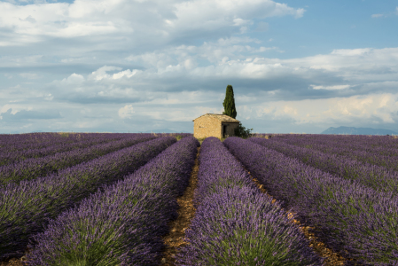 Bild-Nr: 11321428 Lavendel 4 Erstellt von: danielschoenen