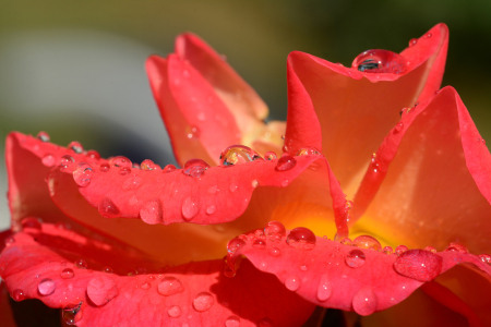 Bild-Nr: 11321432 Edelrose mit Perlentropfen  Erstellt von: Ostfriese