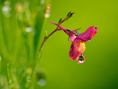 Bild-Nr: 11321656 Regentropfen an der Blüte Erstellt von: Ostfriese