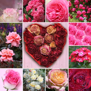 Bild-Nr: 11321878 Collage - Rosenblüten Erstellt von: SusaZoom