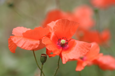 Bild-Nr: 11322734 POPPY FIELD Erstellt von: Ivonne Wentzler