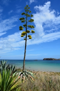 Bild-Nr: 11323548 Agave Erstellt von: Bettina Schnittert