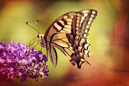 Bild-Nr: 11323848 Butterfly Erstellt von: youhaveadream