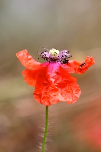 Bild-Nr: 11324740 MOHN Erstellt von: Ivonne Wentzler