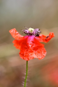 Bild-Nr: 11324740 MOHN Erstellt von: Ivonne Wentzler