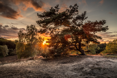 Bild-Nr: 11325679 Hamburg | Fischbeker Heide - Sonnenuntergang Erstellt von: Sievert