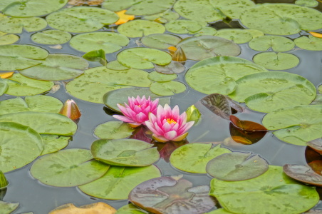 Bild-Nr: 11325867 Seerose Erstellt von: Jiber