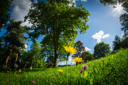 Bild-Nr: 11327773 Sommerbilder Erstellt von: Richard-Young