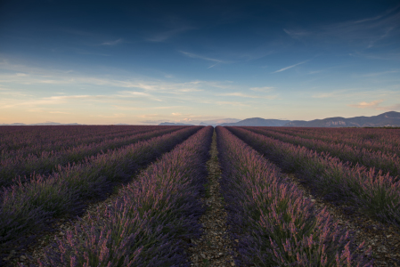 Bild-Nr: 11329667 Lavendel 6 Erstellt von: danielschoenen