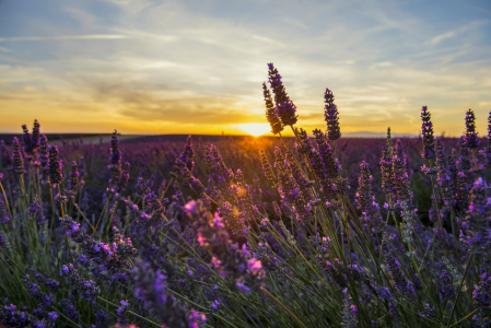 Bild-Nr: 11329673 Lavendel 7 Erstellt von: danielschoenen