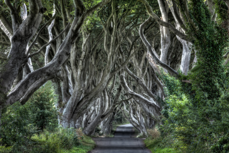 Bild-Nr: 11330015 Dark Hedges Erstellt von: JuWy