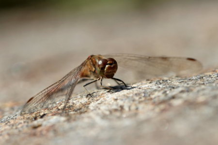 Bild-Nr: 11331099 Libelle Erstellt von: Heike Hultsch