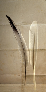 Bild-Nr: 11333539 feathers and old paper Erstellt von: Rolf Eschbach
