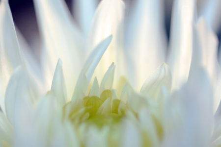 Bild-Nr: 11334317 Die weiße Dahlienblüte Erstellt von: Ostfriese