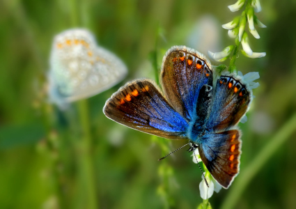 Bild-Nr: 11334867 Schmetterlinge Bokeh Erstellt von: Julia Delgado