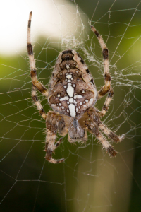 Bild-Nr: 11336353 Spinne im Netz Erstellt von: KundenNr-269773