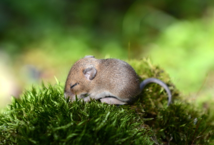 Bild-Nr: 11337941 MiniMaus Erstellt von: GUGIGEI