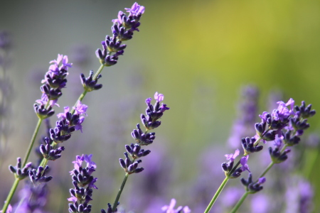 Bild-Nr: 11338655 Lavendel Erstellt von: Gerhard Albicker