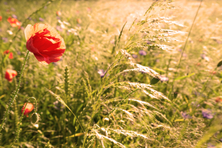 Bild-Nr: 11339347 Sommerblumen Erstellt von: SP10