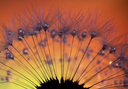 Bild-Nr: 11341056 Pusteblume Erstellt von: Steffen Gierok