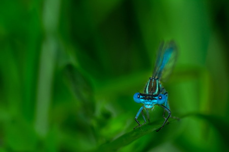 Bild-Nr: 11342374 Hufeisen-Azurjungfer - Coenagrion puella Erstellt von: Richard-Young