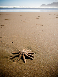 Bild-Nr: 11342572 Seestern am Strand in Neuseeland Erstellt von: mao-in-photo