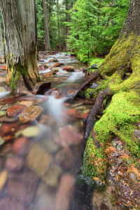 Bild-Nr: 11343186 Jackson Creek - Glacier NP Montana, USA Erstellt von: TomKli