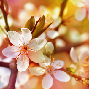 Bild-Nr: 11345652 Frühling Erstellt von: Atteloi