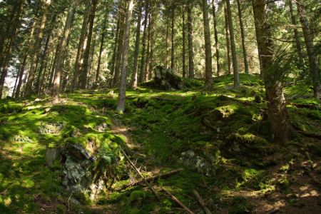 Bild-Nr: 11346534 Moos Wald Aufstieg Erstellt von: FotoRaBe