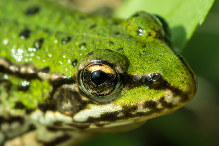 Bild-Nr: 11347704 Froschgesicht Erstellt von: KundenNr-269773