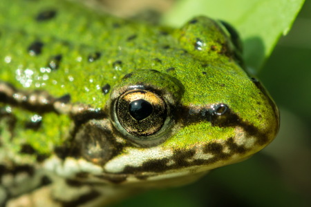 Bild-Nr: 11347704 Froschgesicht Erstellt von: KundenNr-269773