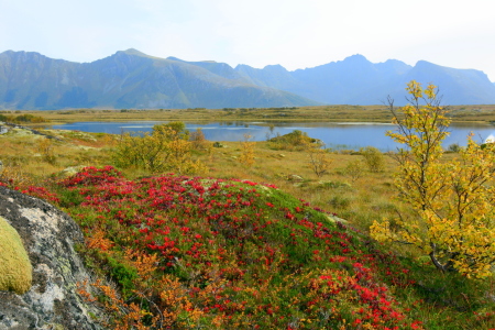 Bild-Nr: 11349274 Lofoten-Herbst Erstellt von: GUGIGEI