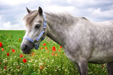 Bild-Nr: 11349580 Welshpony Erstellt von: Angela  Dölling