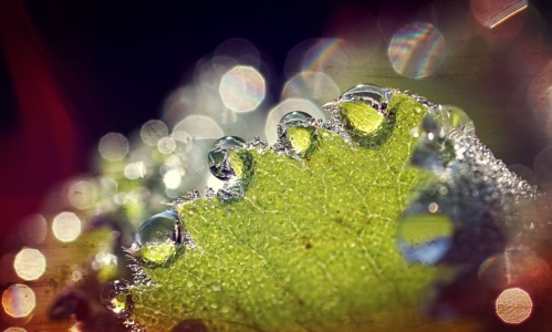 Bild-Nr: 11350890 Morgentau Erstellt von: youhaveadream