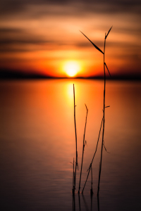 Bild-Nr: 11353922 Schilf im Sonnenuntergang Erstellt von: Blendenfabrik