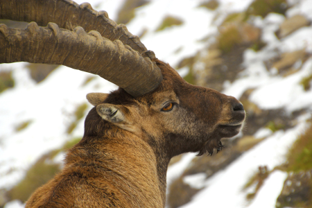 Bild-Nr: 11353934 Steinbock II Erstellt von: spinatfrosch