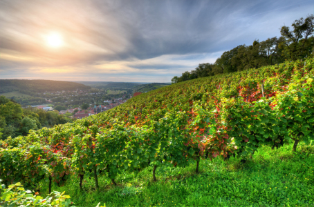 Bild-Nr: 11354356 Weinberg Erstellt von: Steffen Gierok