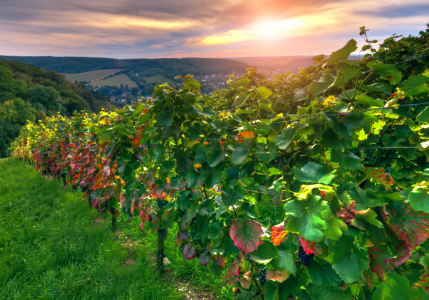 Bild-Nr: 11354358 Weinberg Erstellt von: Steffen Gierok