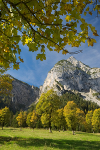 Bild-Nr: 11355472 Ahorn im Karwendel Erstellt von: Luchsknipser