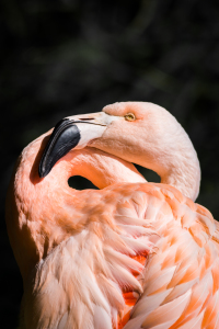 Bild-Nr: 11357604 ChileFlamingo , Phoenicopterus chilensis Erstellt von: Richard-Young