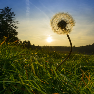 Bild-Nr: 11358916 Alles Pusteblume...3 Erstellt von: DenisFeiner