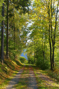 Bild-Nr: 11358972 Waldspaziergang 03.10.2014 Erstellt von: falconer59