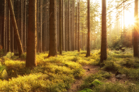 Bild-Nr: 11359418 Abendsonne im Wald Erstellt von: Oliver Henze