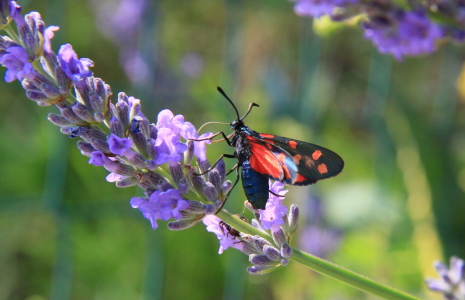 Bild-Nr: 11359956 Widderchen auf Lavendel Erstellt von: SusaZoom