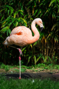 Bild-Nr: 11360650 ChileFlamingo , Phoenicopterus chilensis Erstellt von: Richard-Young