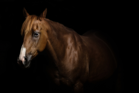 Bild-Nr: 11361438  Quarter Horse Erstellt von: PhotoArtistWinni