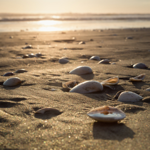 Bild-Nr: 11362322 Muscheln im Sonnenlicht Erstellt von: TomKli