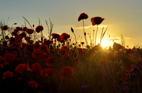 Bild-Nr: 11362918 Mohn Erstellt von: Sabine Schmidt